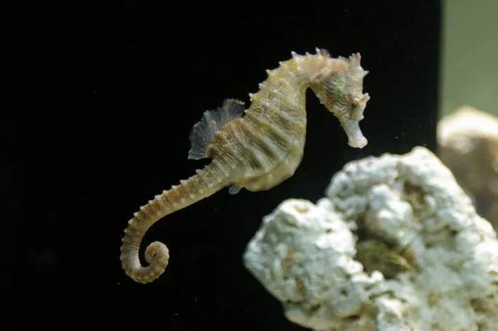 海马是海洋鱼类吗(关于"海马"种类小档案)