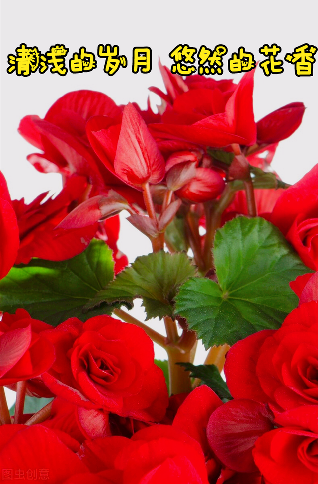 什么是石竹梅花，一花一欢喜