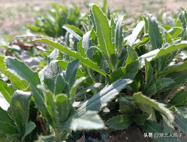 春天能吃的野菜大全，春天都有哪些野菜可以吃（送你63种野菜大图鉴）