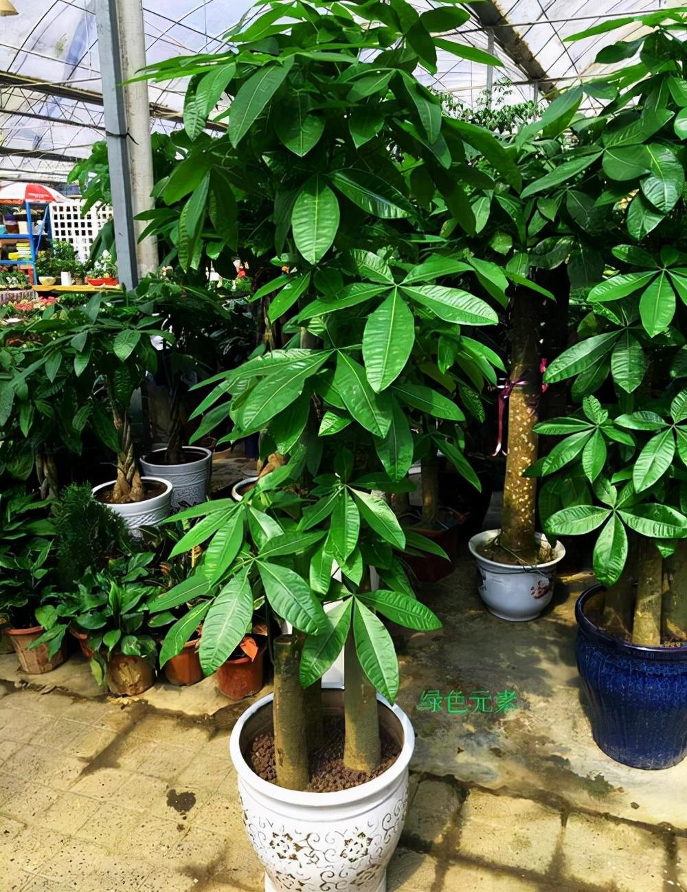 观赏植物大全盆栽有哪些(盘点20种养人又旺家的大盆栽)