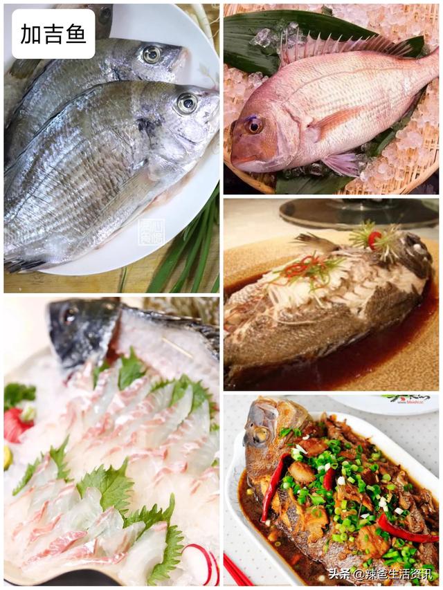 海鱼的做法大全，五种海鱼的美味做法（8种宴席“镇桌主菜”的海鱼）