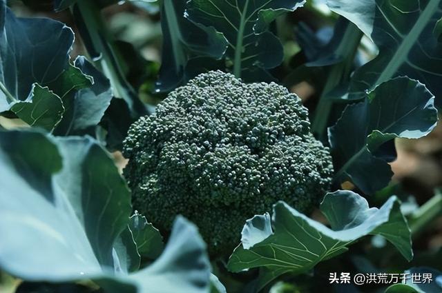 各种花的含义你都知道吗，花有哪些含义（300种花的寓意和花语）