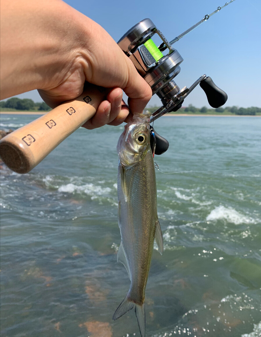 翘嘴鱼多少钱一斤市场价2023(翘嘴鲌侵入四川邛海,存