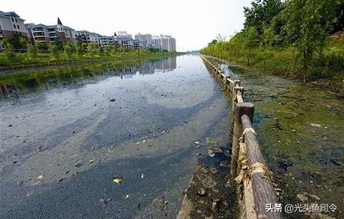 臭水沟中滋生的红虫：污染环境下的常见生物及其生态影响分析