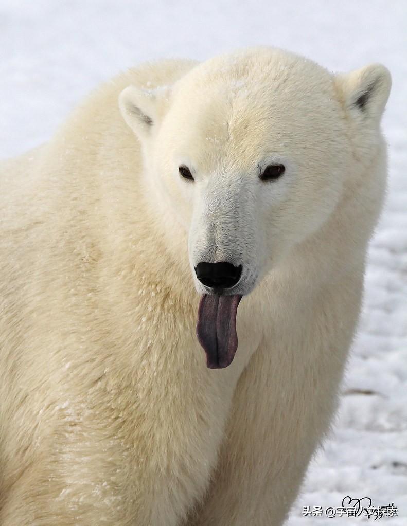 北极熊的毛是什么颜色的？北极熊的毛是透明的
