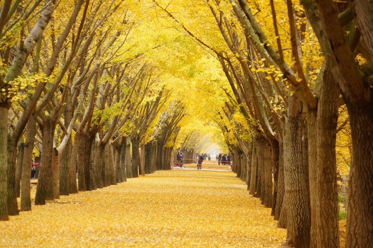 中国的国树是什么?——哪些树可以被称为中国的国树?(国树之争)