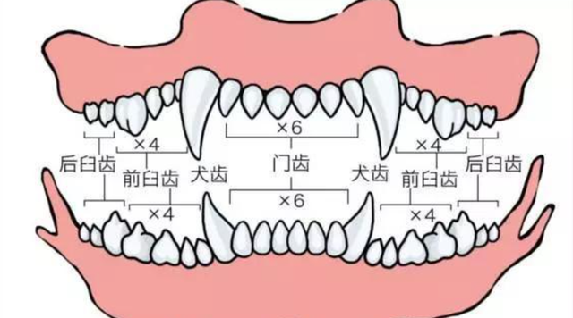 人类是灵长类动物吗，人类与灵长类动物的区别（自然界中几乎所有的动物）