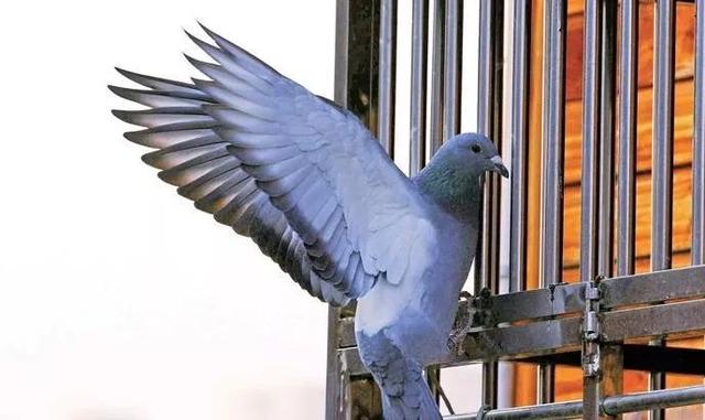 鸽子认识主人要多久，鸽子要养多久才认主人（最常见的8种问题）