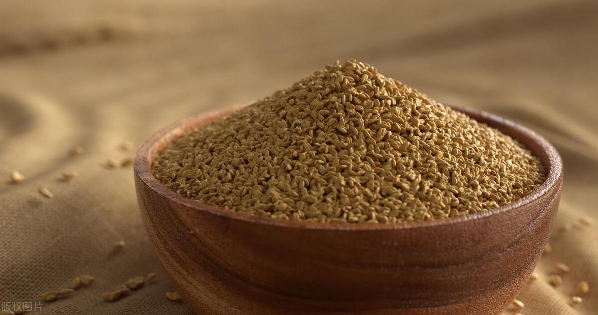 新麦陈麦同步涨价,最高60!