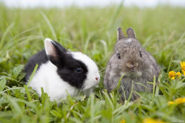 兔子会得哪些病，兔子都得什么病（兔常见病的症状及治疗方法）