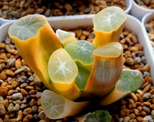 睡火莲介绍，睡火莲图片大全（8种“贵族花”）