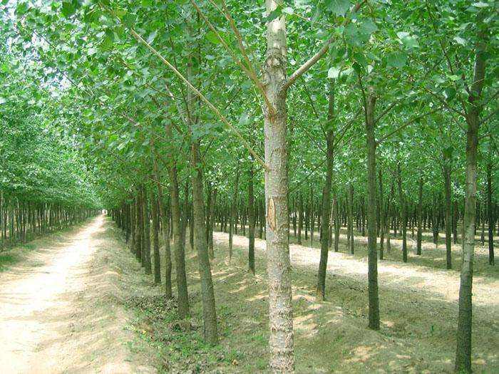 杨树的特点是什么(有人说杨树就应该全砍了,杨树真是一无是处吗?