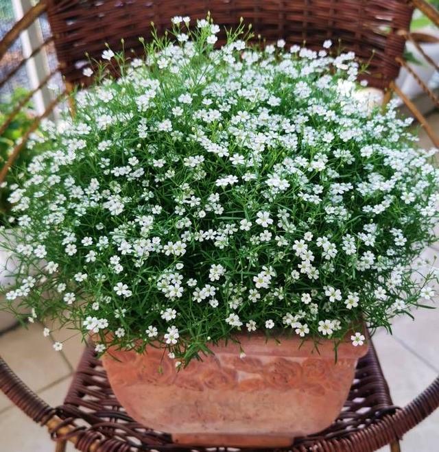 满天星的养殖方法和注意事项，花朵繁多、开成花球、简单美好