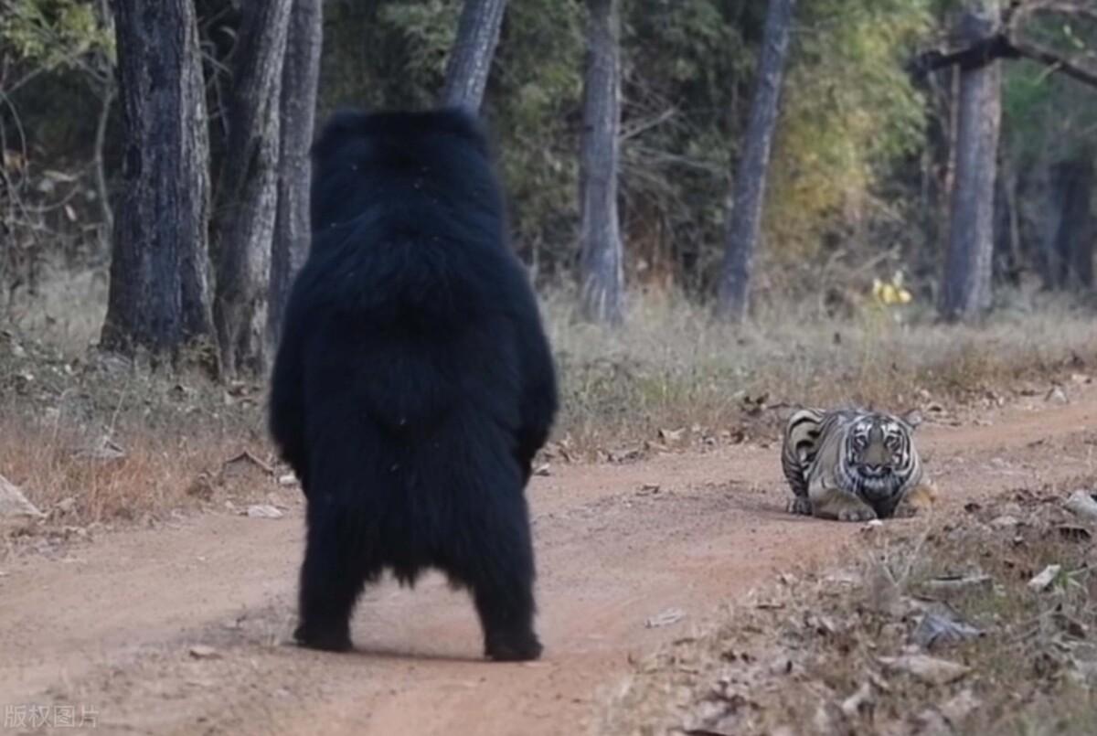 「三头黑熊躺平跷二郎腿」网友：动物园里的黑熊成精嘛