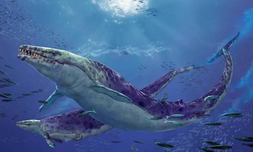 巨齿鲨的祖先是什么鲨鱼（揭秘巨齿鲨的进化史）