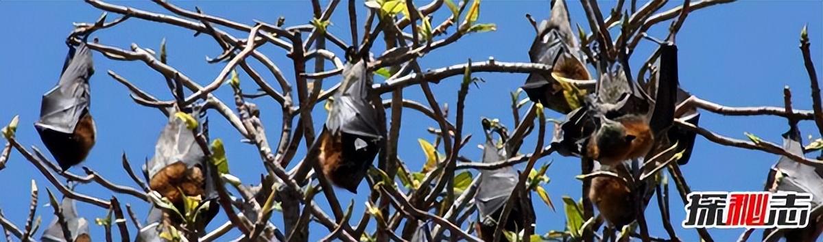 蝙蝠飞到家里是什么预兆？蝙蝠的十大生活特征及寓意