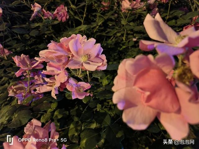 oppo研发的马里亚纳芯片拍照效果，X加持画质更出色