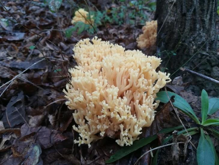 农村能吃的100种野菜图片，有哪些野菜可以吃