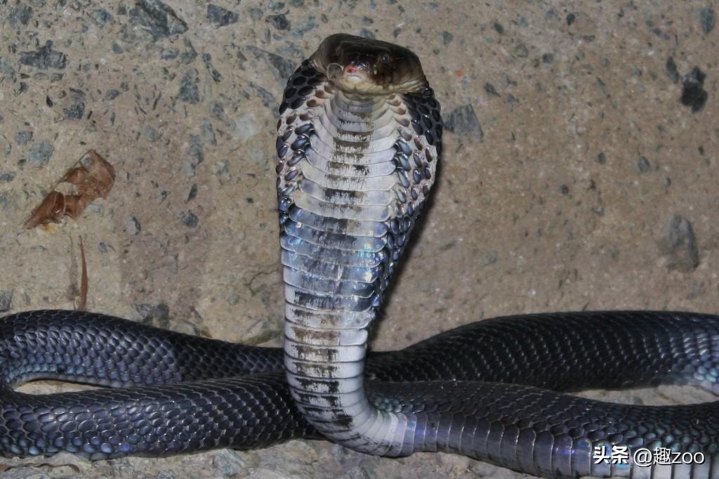 中国最吓人的三大巨蛇王是谁(国内十大毒蛇排名)