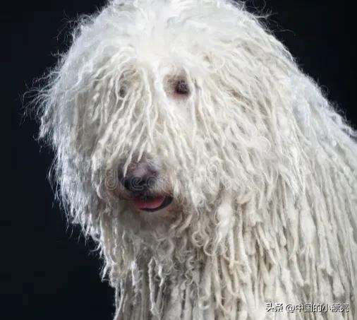 丑乖的gǒugǒu品zhǒng有哪些(长相最难看的几zhǒnggǒugǒu,你家的