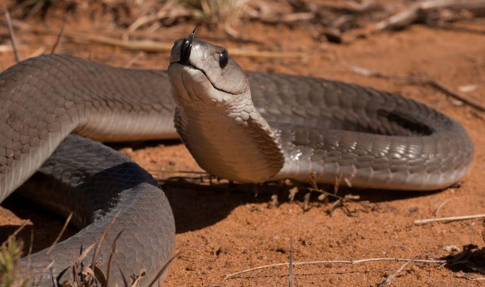 世界上最毒的蛇（最毒的10条蛇，眼镜蛇只能排第十）