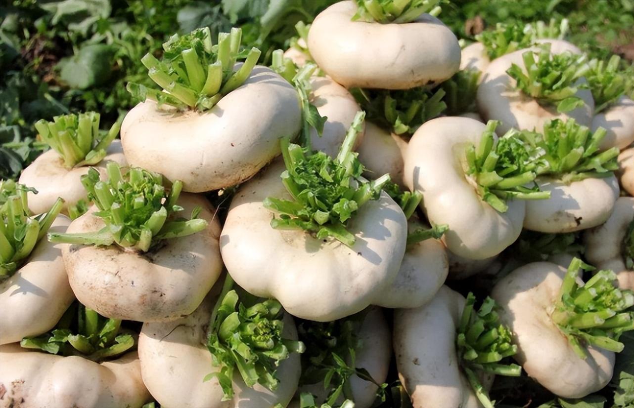 大头菜是什么菜做的(盆菜:长得酷似萝卜,生熟能吃还能充饥,人称"五