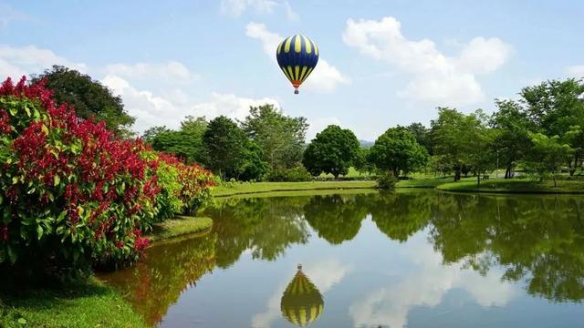 关于爵床科介绍，爵床科的特点（西双版纳植物园亮相了）