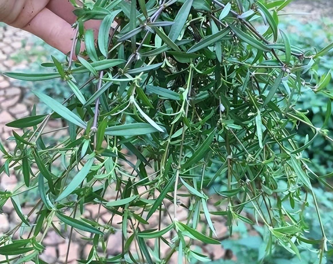 蛇的第一大克星植物是什么("有了半边莲,敢于同蛇眠",5种对付蛇伤的