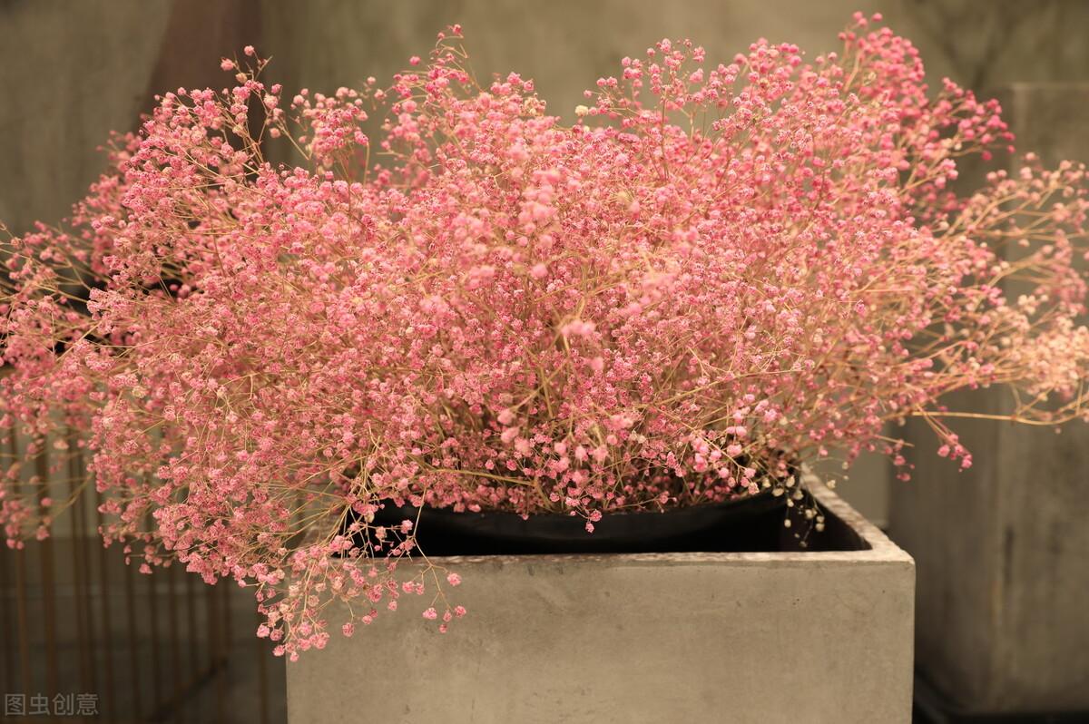 紫色满天星的花语和寓意("满天星"原来是我们不知道的圆锥石头花)