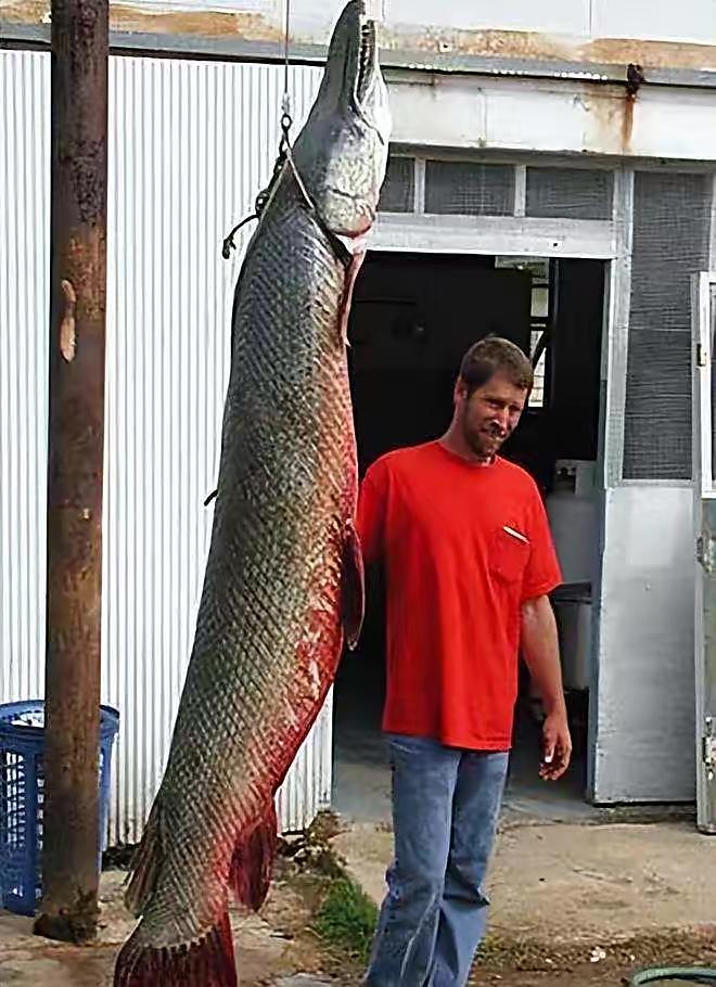 中国十大毒鱼排名(抽干30万立方的湖水也要找到它,"怪鱼"鳄雀鳝到底