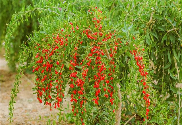 芦荟饮料都有哪几种，芦荟饮料都有哪几种牌子（“大病小病”都走光）