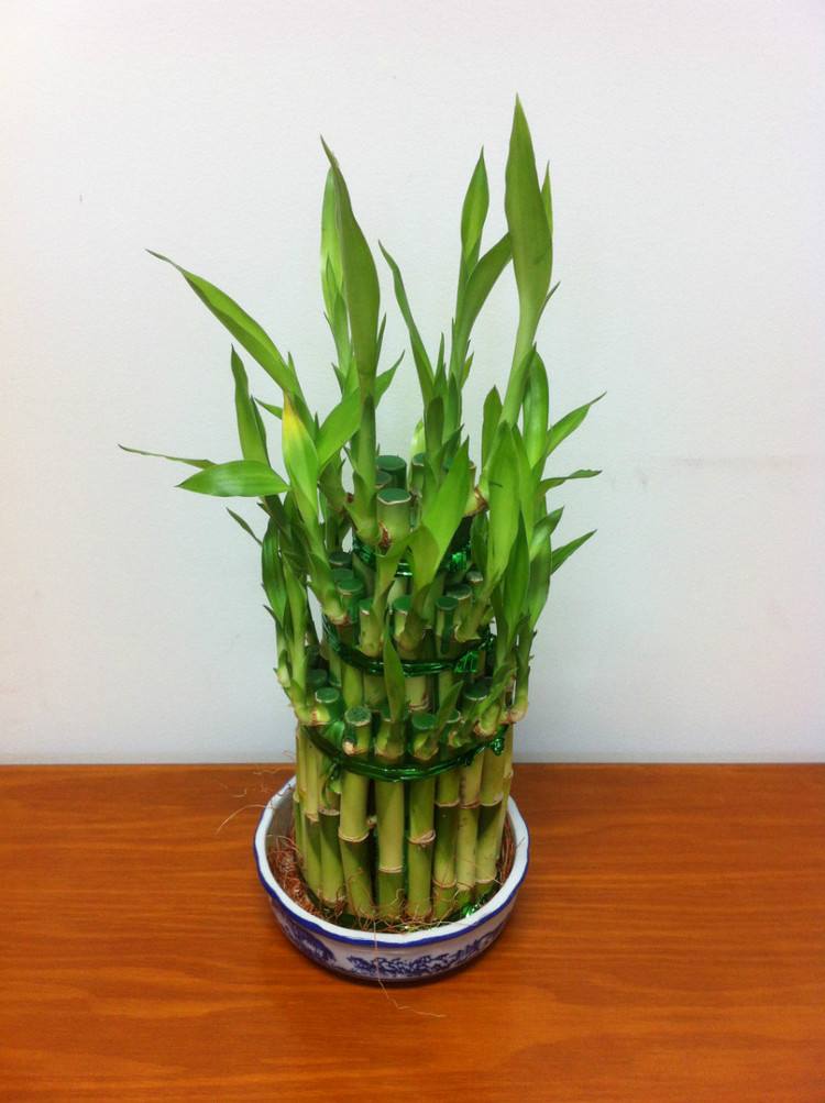 竹子算什么类的树种(6种名字有"竹"的植物,形态飘逸,养护有技巧,养好