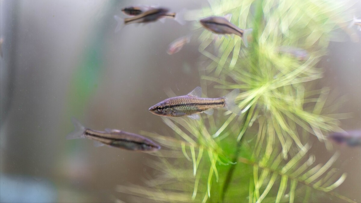 翘嘴鱼多少钱一斤市场价2023(翘嘴鲌侵入四川邛海,存鱼量超100吨,分析