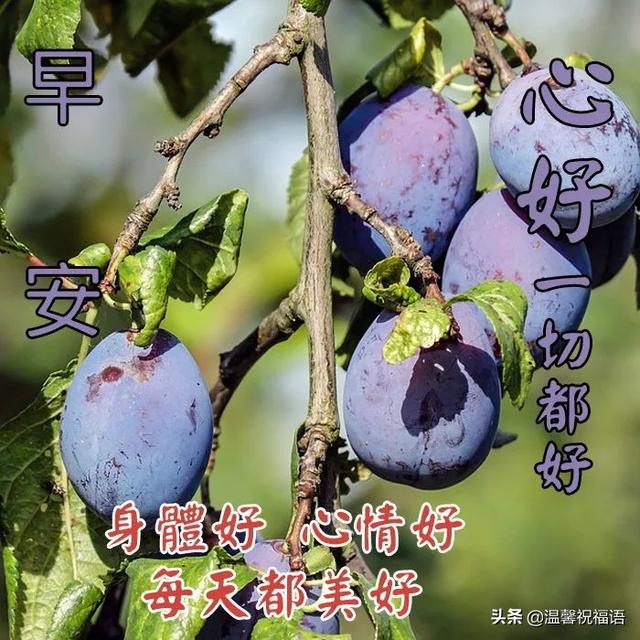 祝福事业的祝福语，事业的祝福语有哪些（5月24日清晨早上好图片问候带字语句）