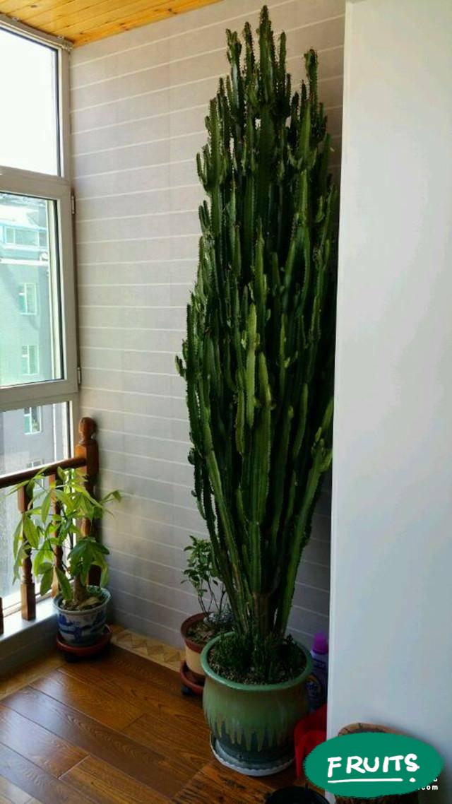 客厅最旺宅的大型植物有哪些（10种“旺家”寓意好的大绿植推荐）
