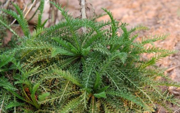 蓍草别名叫什么名字(叶片似蜈蚣,民间俗称"长寿草",古人可用来占卜,你