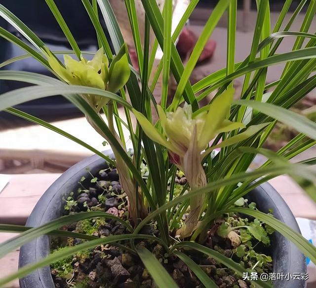 蝶兰（蝶兰花），国兰第一奇花——余蝴蝶（蝶兰花图片）