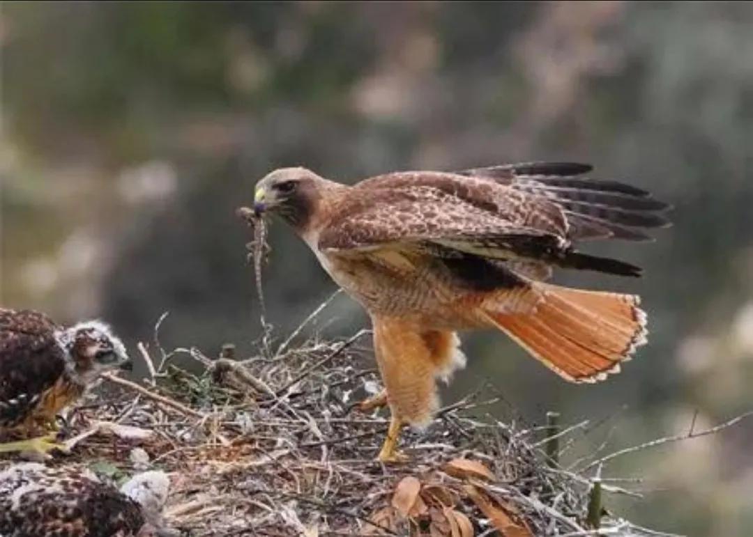 世界上最美的眼睛 罕见(罕见的42张照片,乌克兰选美大赛冠军,天生丽质