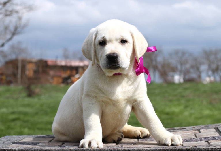 拉布拉多幼犬价格多少钱一只（科普拉布拉多幼犬市场价）