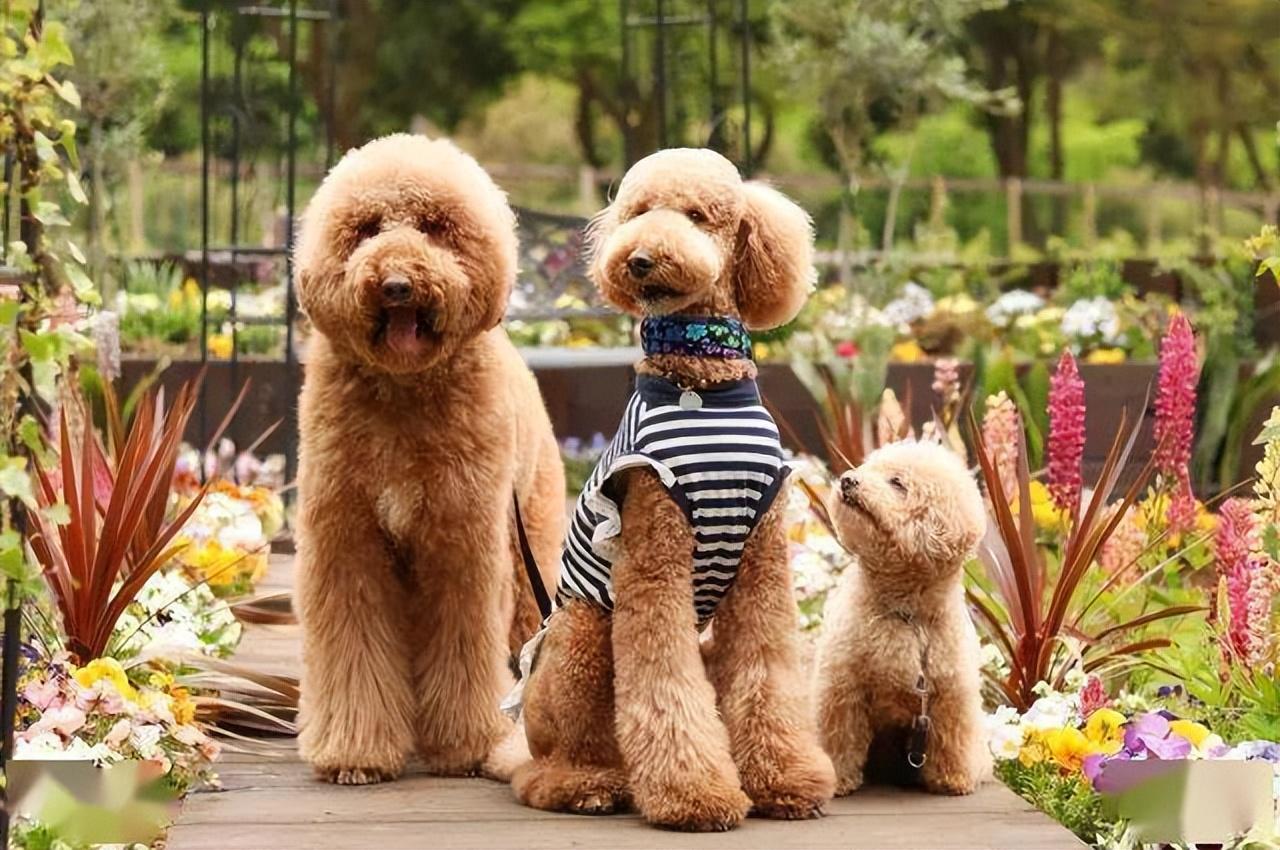 貴賓犬價格多少錢一隻(詳解不同體格貴賓犬市價及飼養技巧)