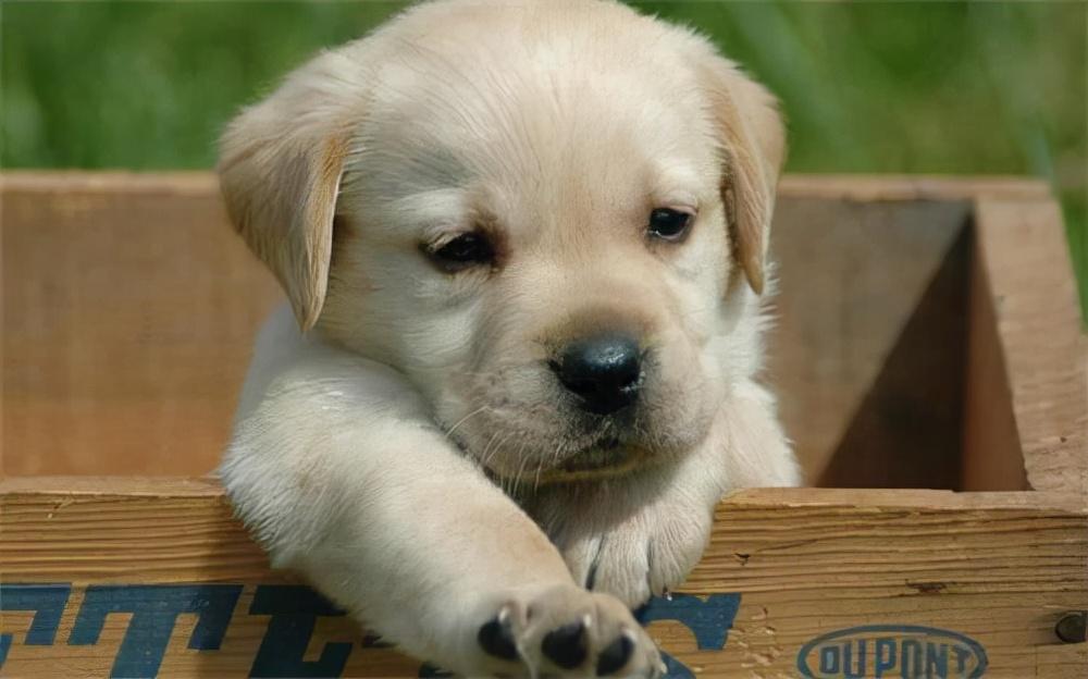 拉布拉多幼犬价格多少钱一只（科普拉布拉多幼犬市场价）