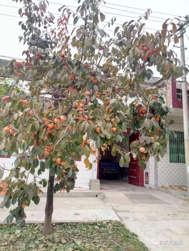 庭院十大吉祥树排名，庭院栽什么树最旺宅（10种吉利树）