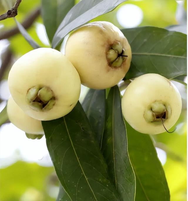 蒲桃的作用和功效，洋蒲桃的功效与作用（如今被“抛弃”很多人怀念）