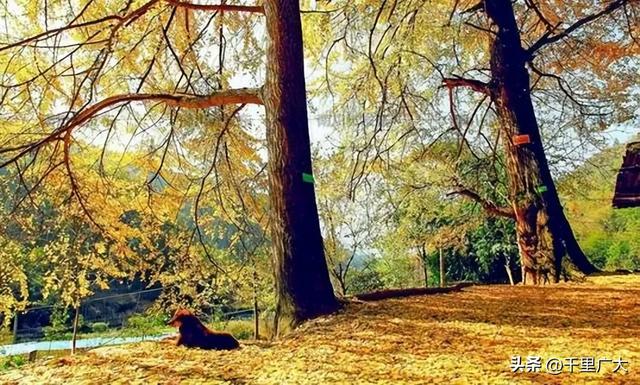 重庆十大冬季旅游景点 重庆旅游必去景点排名，重庆十大冬季旅游景点（去这些地方，邂逅重庆的秋天）