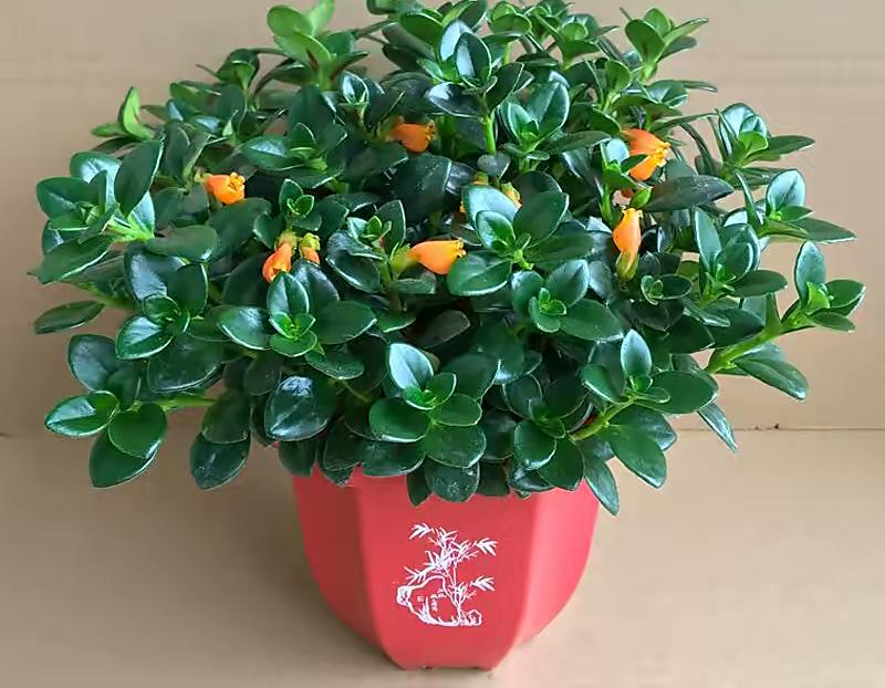 金心吊兰怎么养(养金鱼吊兰,只要做到"3步",四季开花,花朵美丽叶子油