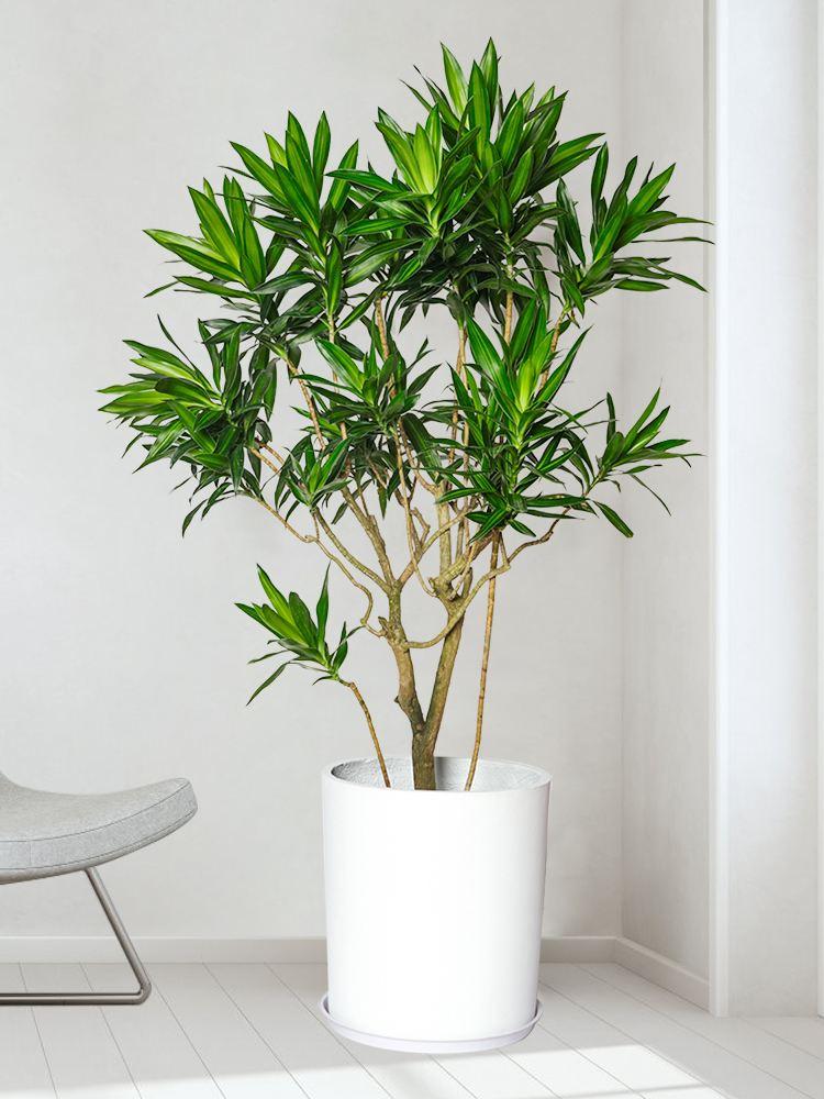 竹子的种类有多少种(6种名字有"竹"的植物,形态飘逸,养护有技巧,养好