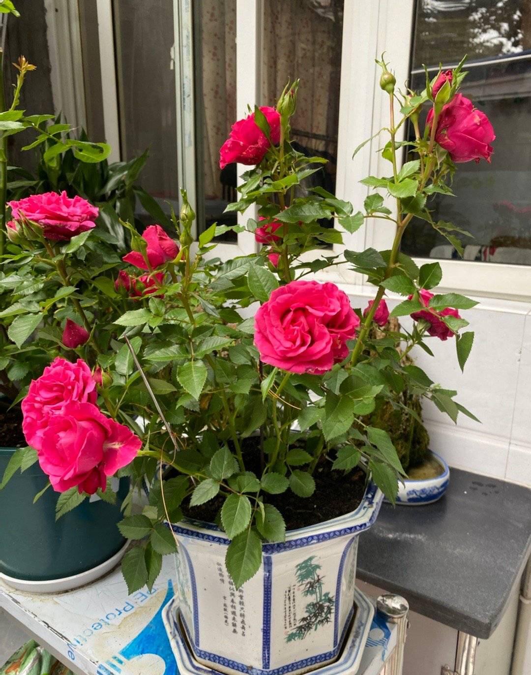 开花期怎么养花(月季开花了之后,做好"3步",叶色浓绿,生长旺盛,花繁叶