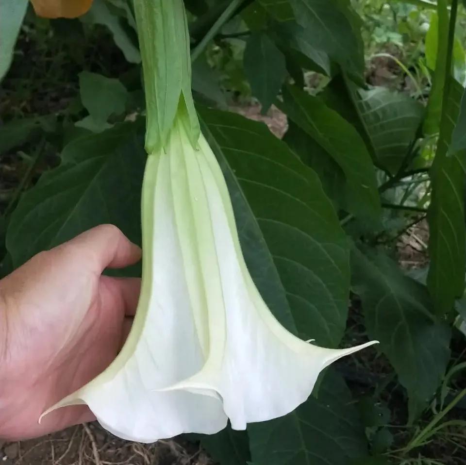 紫罗兰为什么不能在家里养(这些花不吉利,养在家里很晦气,白给也不要)