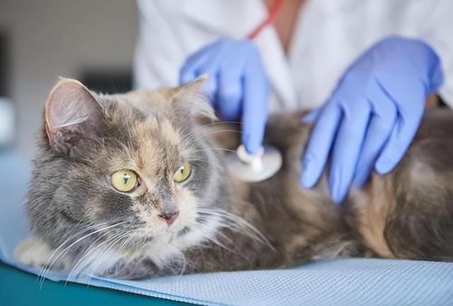 猫对人有感情吗，猫对人有感情吗图片（这些后果很揪心）