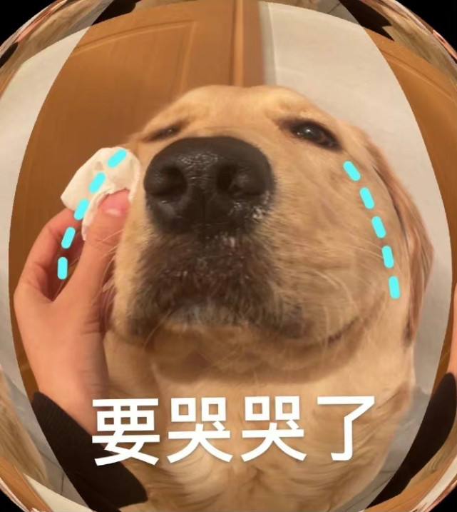 柯基犬,西施犬,柴犬,苏格兰牧羊犬,法国斗牛犬,马尔济斯犬,吉娃娃